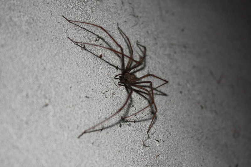 Tegenaria sp.