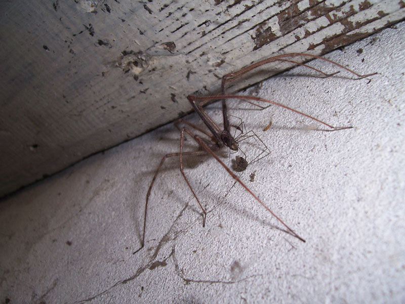 Tegenaria sp.
