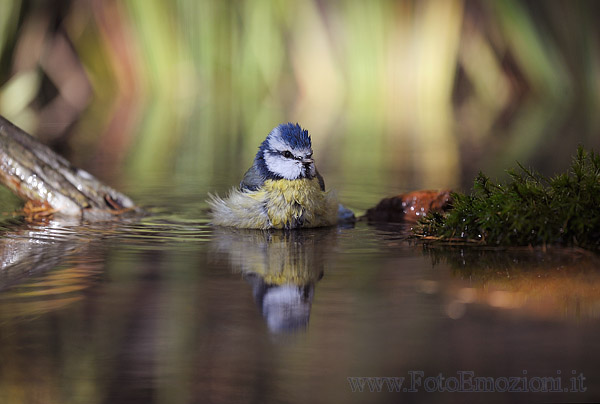 Cinciarella.....sul gommone (Cyanistes caeruleus)