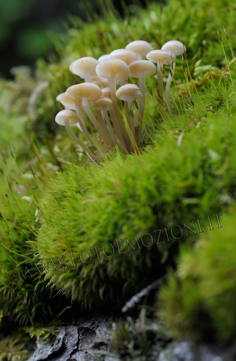 Un aiuto per identificazione