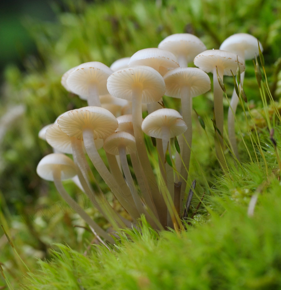 Un aiuto per identificazione