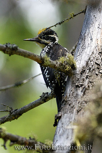 Picchio tridattilo - Picoides tridactylus