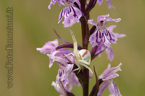Misumena vatia