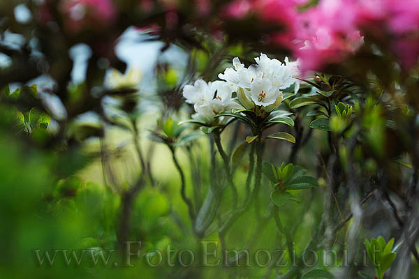 Rododendro Albino