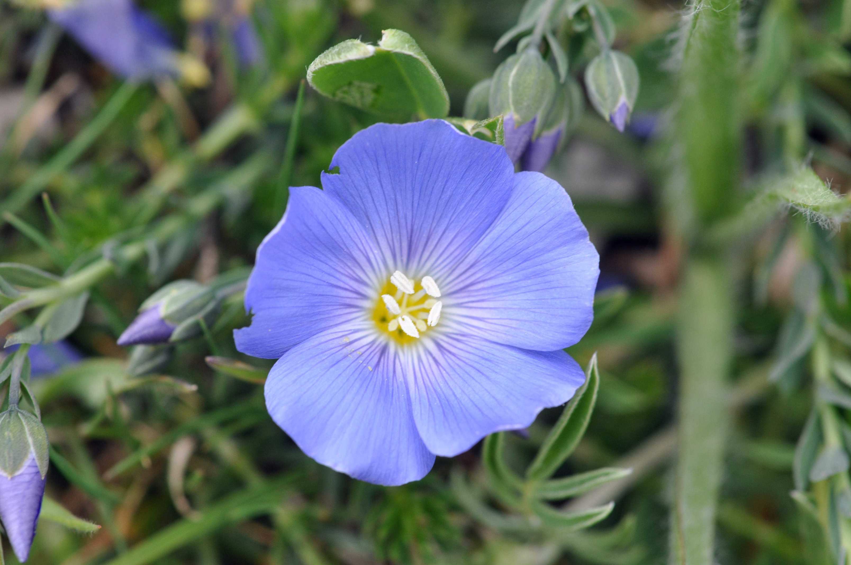 Linum punctatum / Lino punteggiato