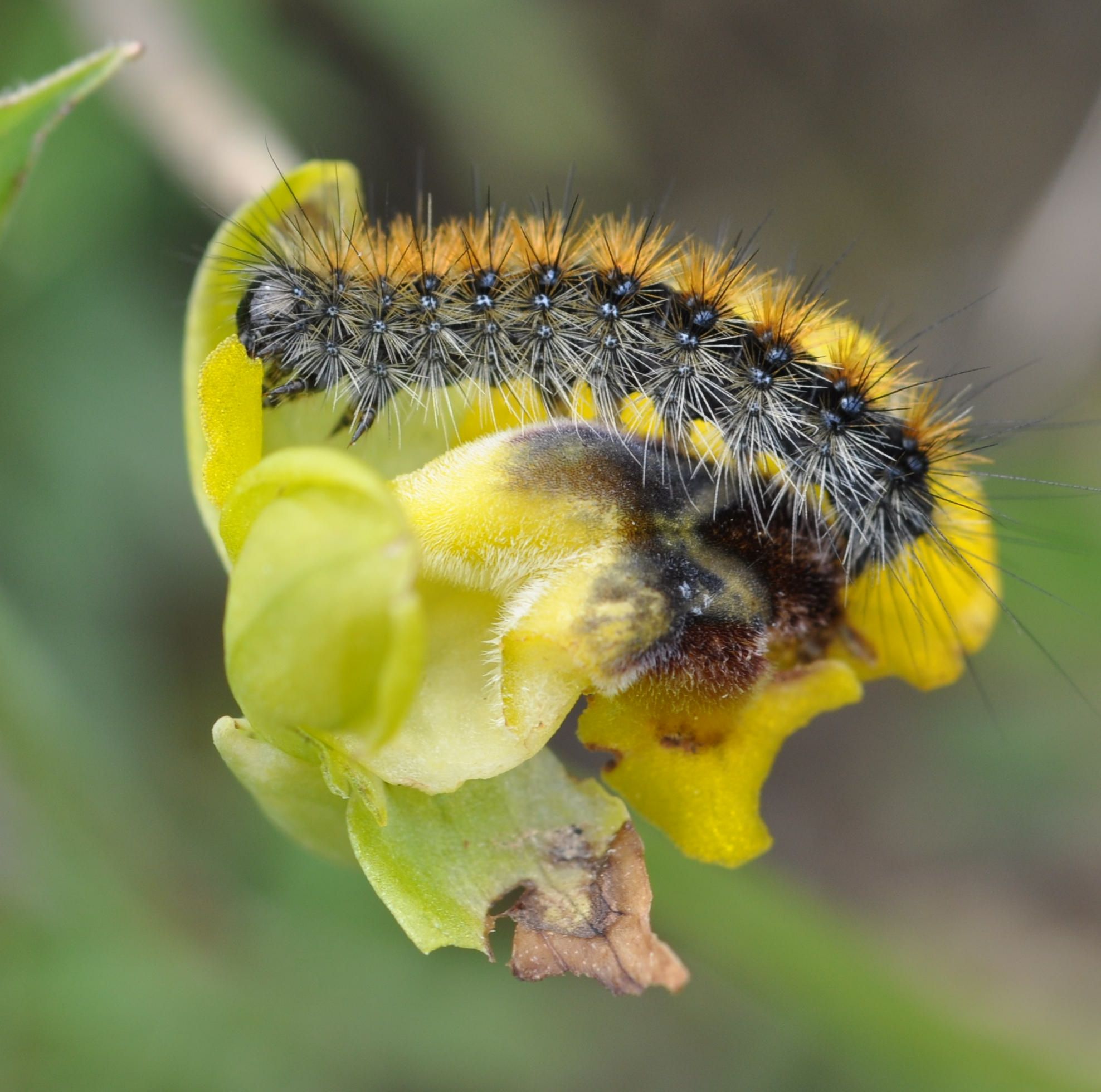 Bruco di Ocnogyna baetica