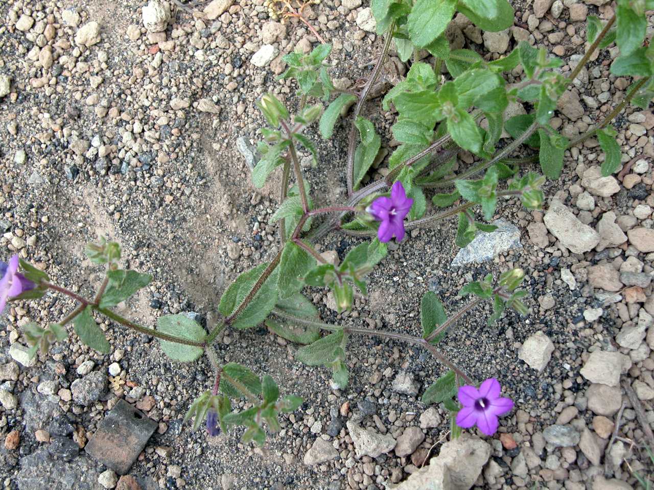 Campanula dichotoma / Campanula dicotoma