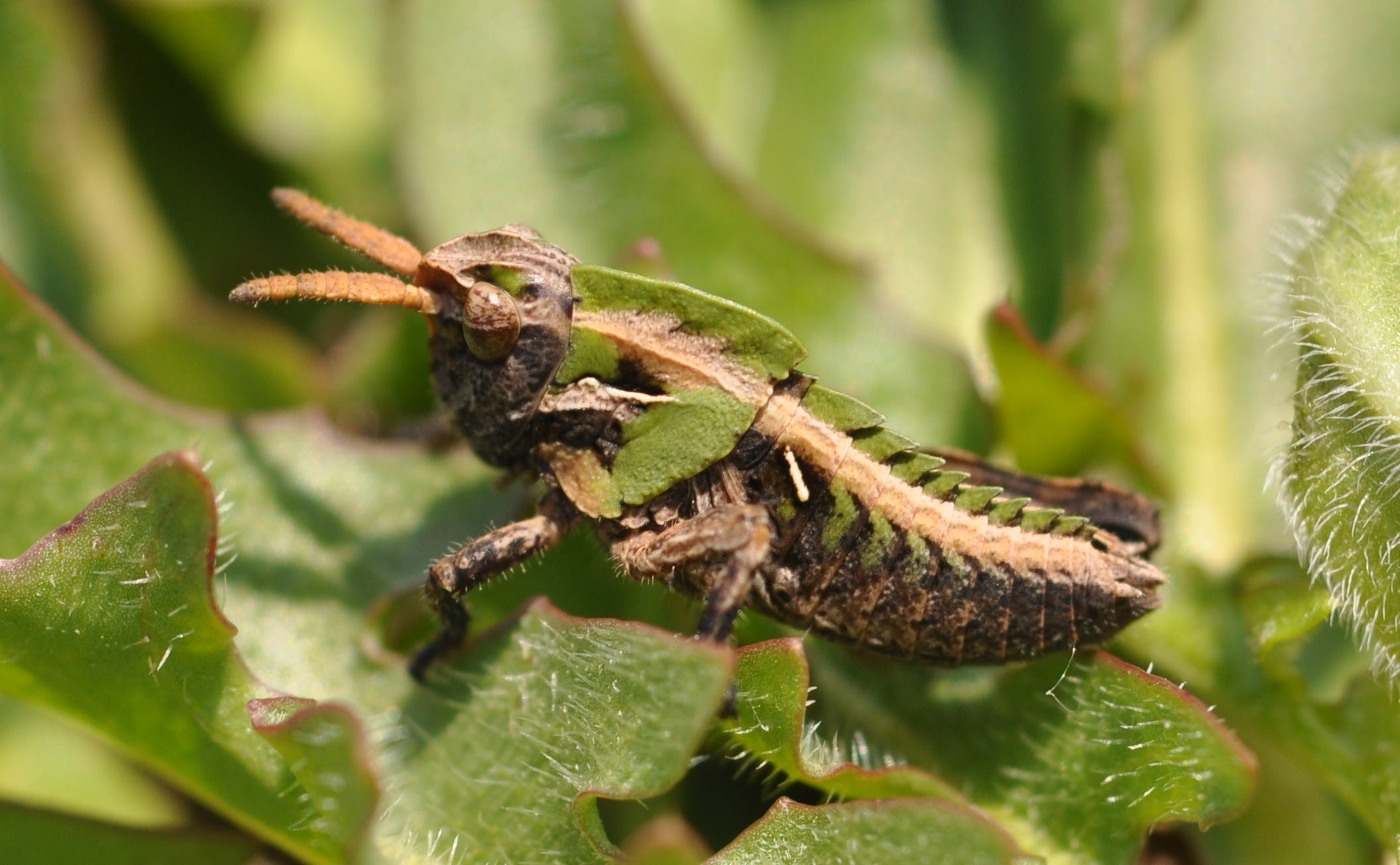 Ocneridia nigropunctata (Pamphagidae)