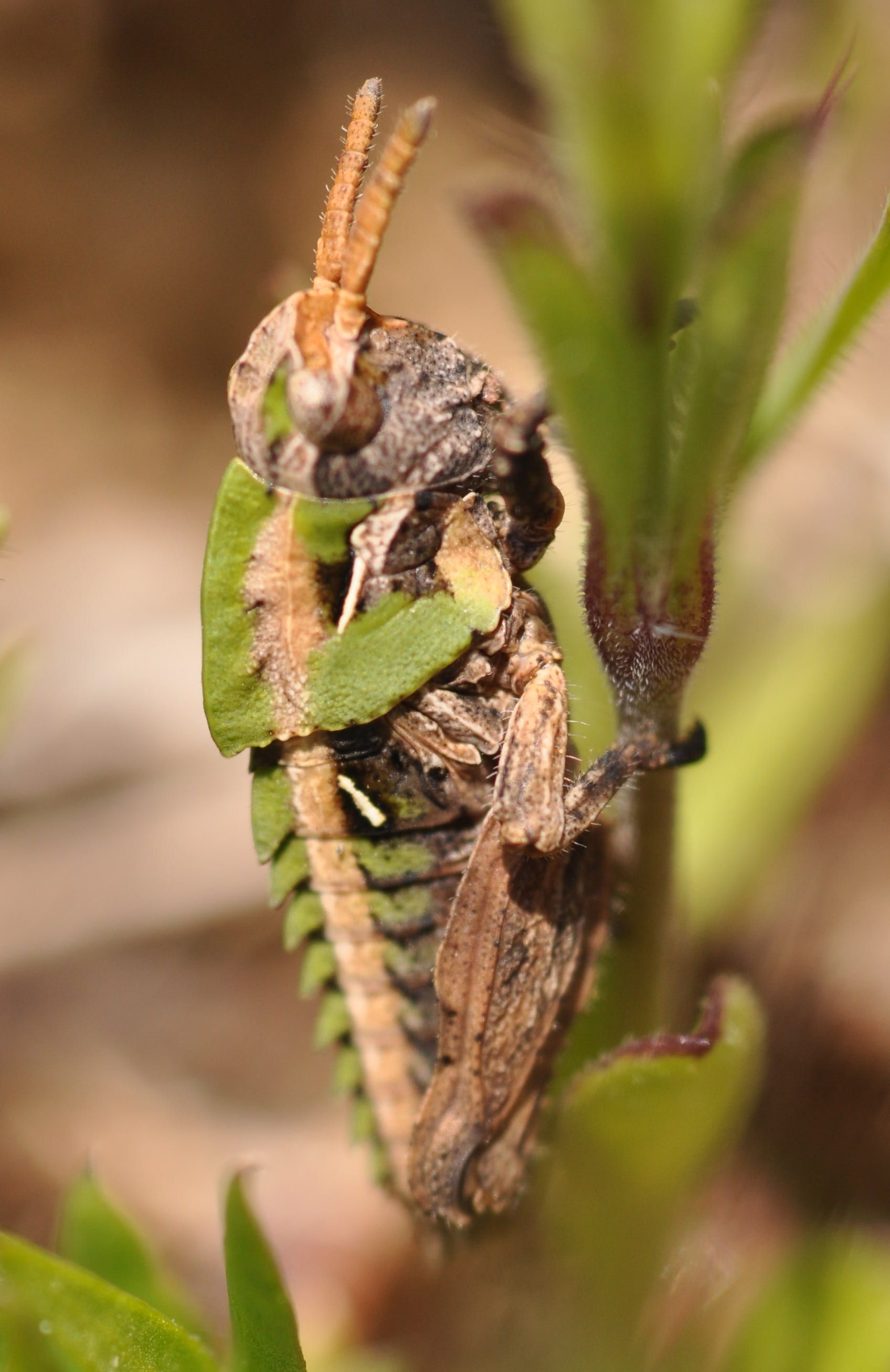 Ocneridia nigropunctata (Pamphagidae)