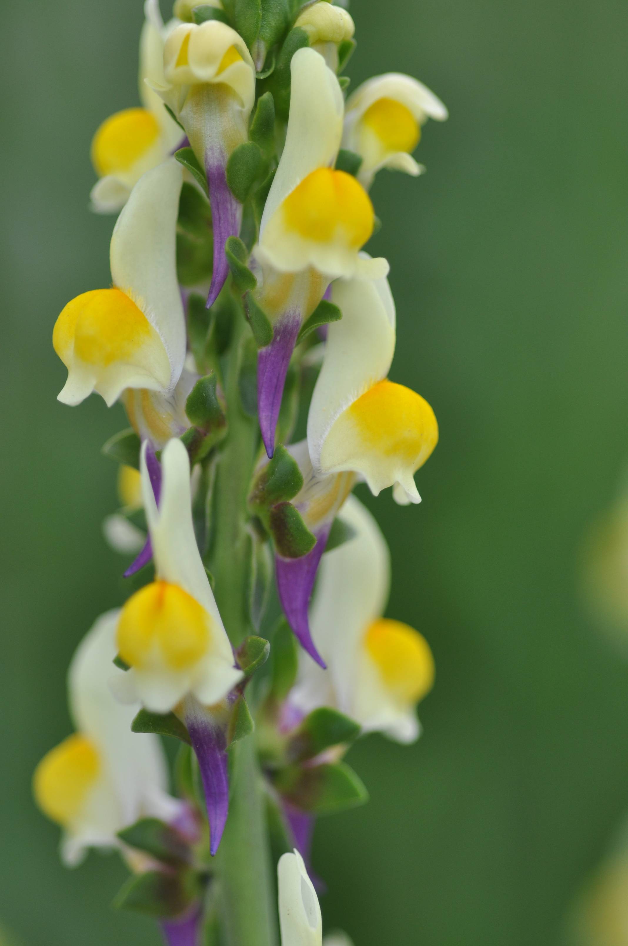 Linaria triphylla / Linajola trifogliata