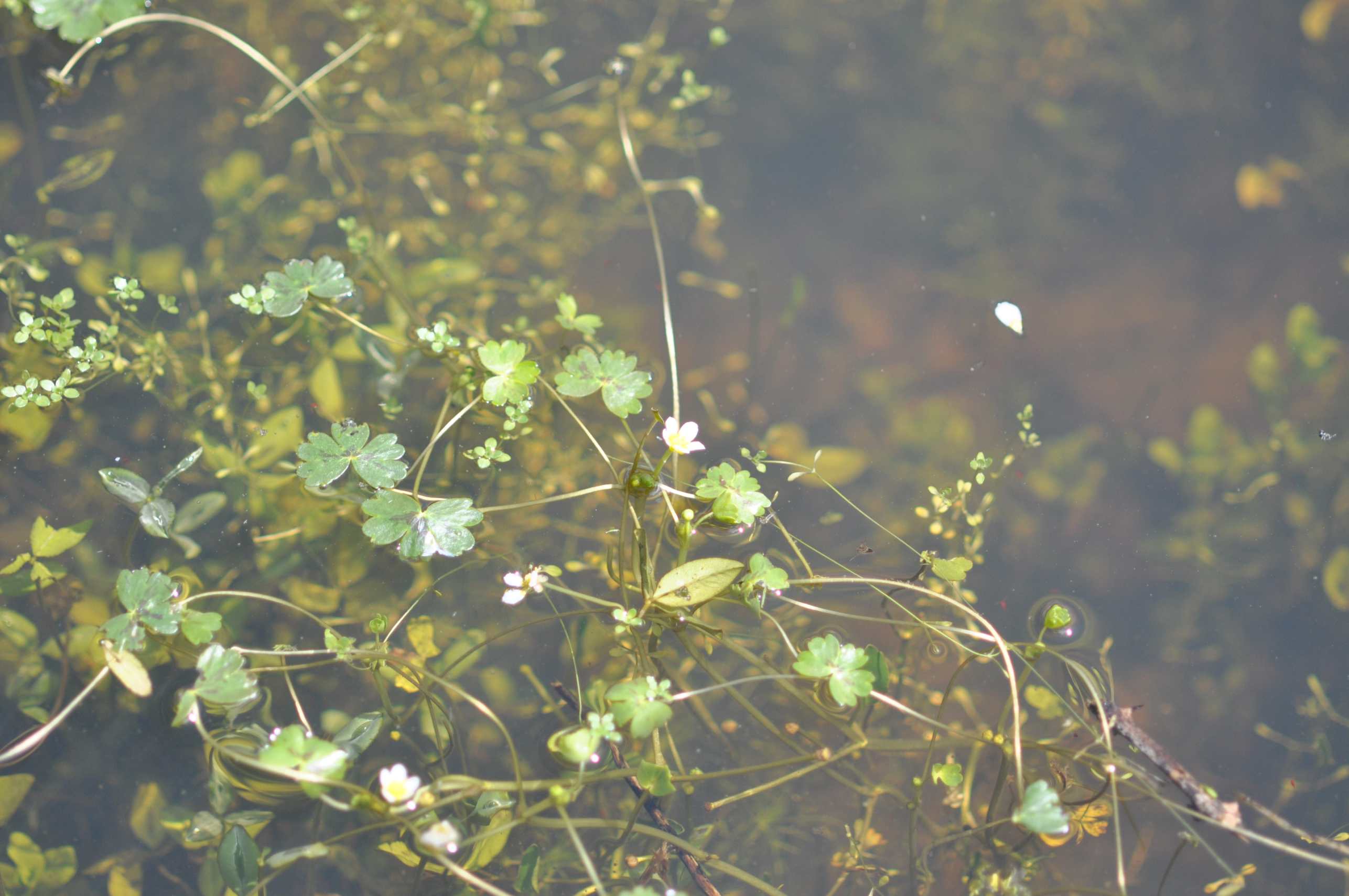 Pianta acquatica (Ranunculus??) da determinare