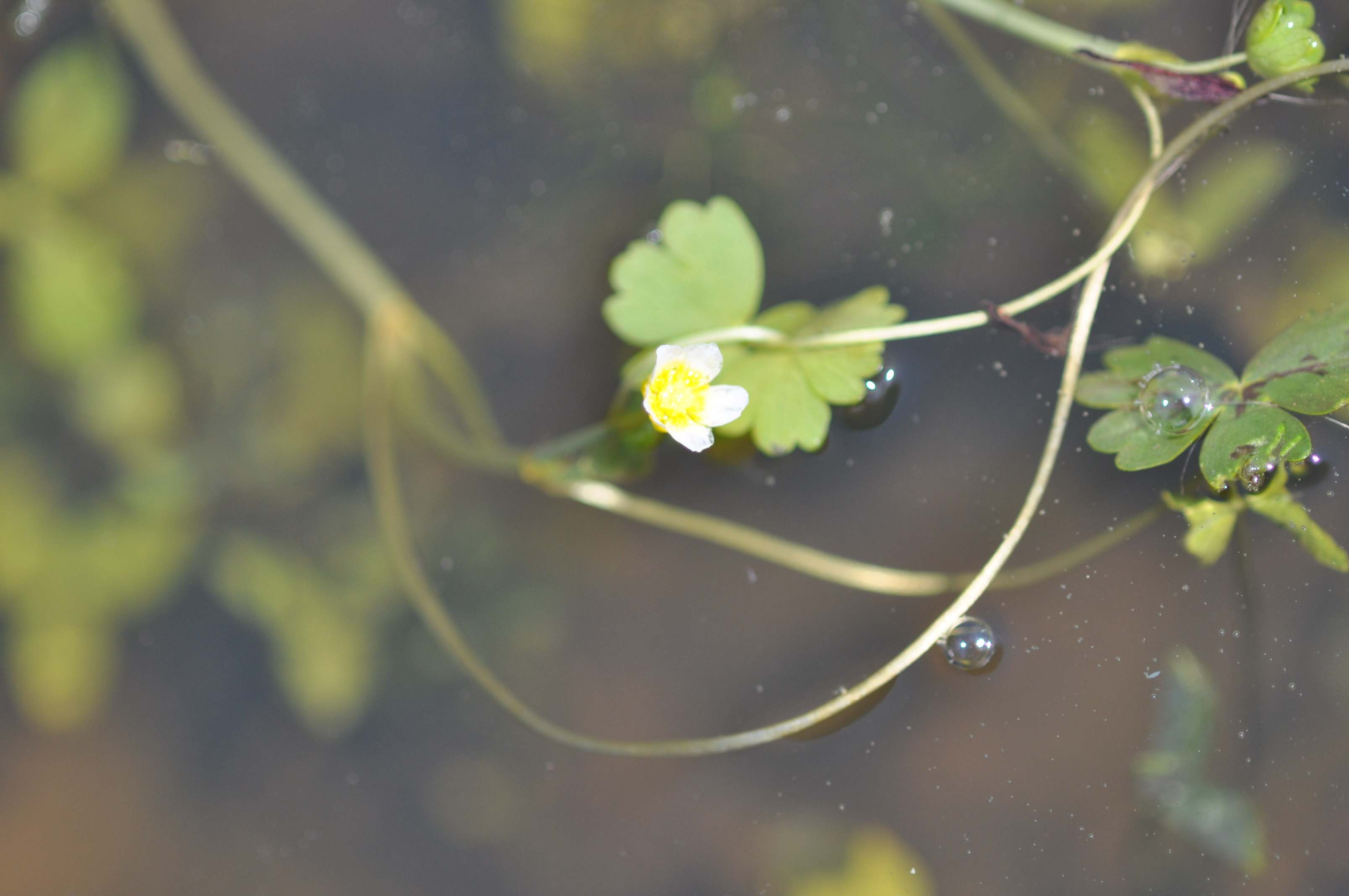 Pianta acquatica (Ranunculus??) da determinare