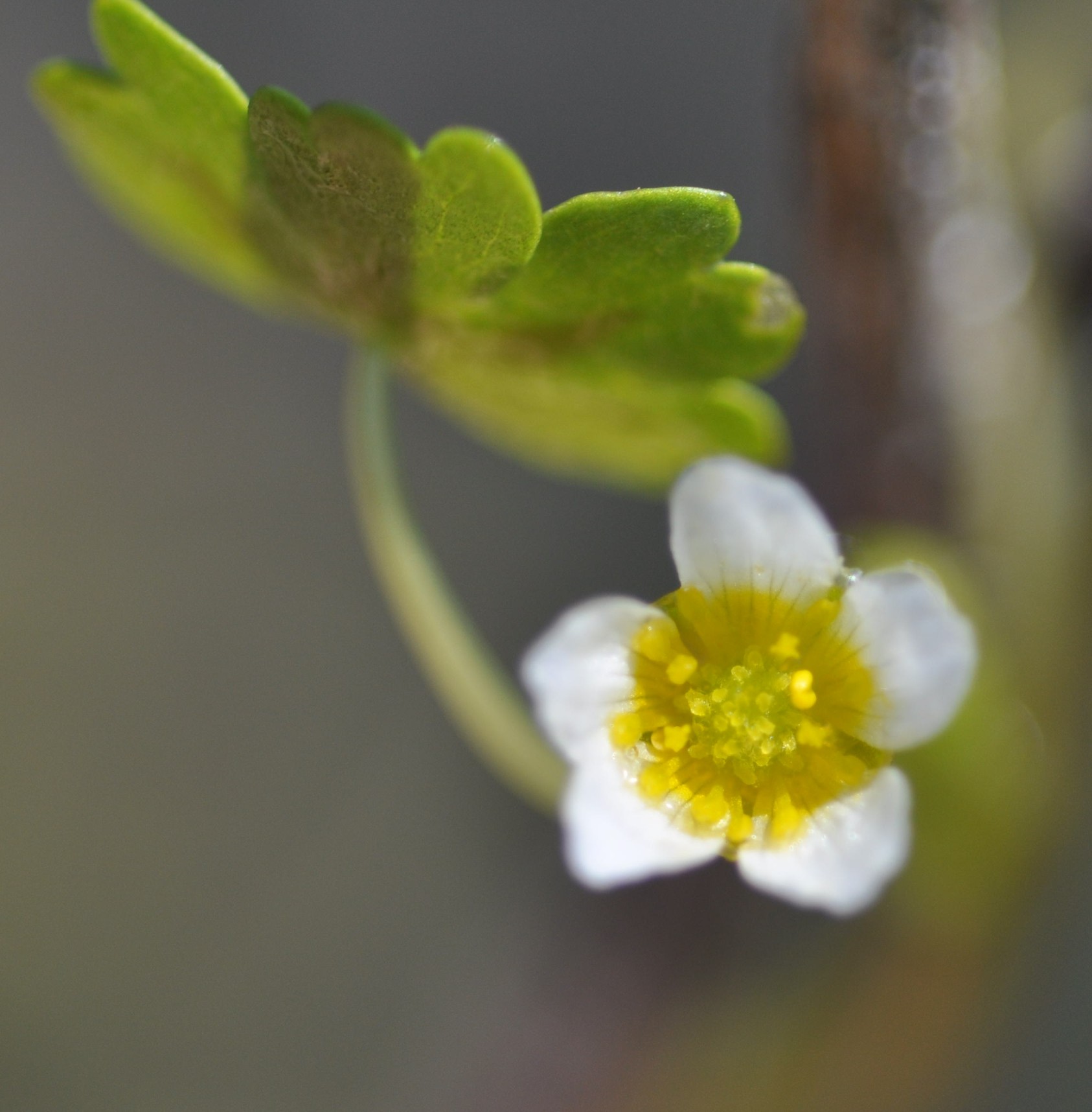 Pianta acquatica (Ranunculus??) da determinare