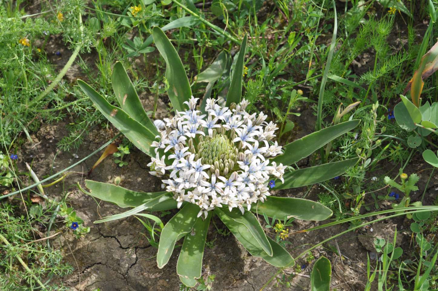 Oncostema sicula (Scilla sicula)