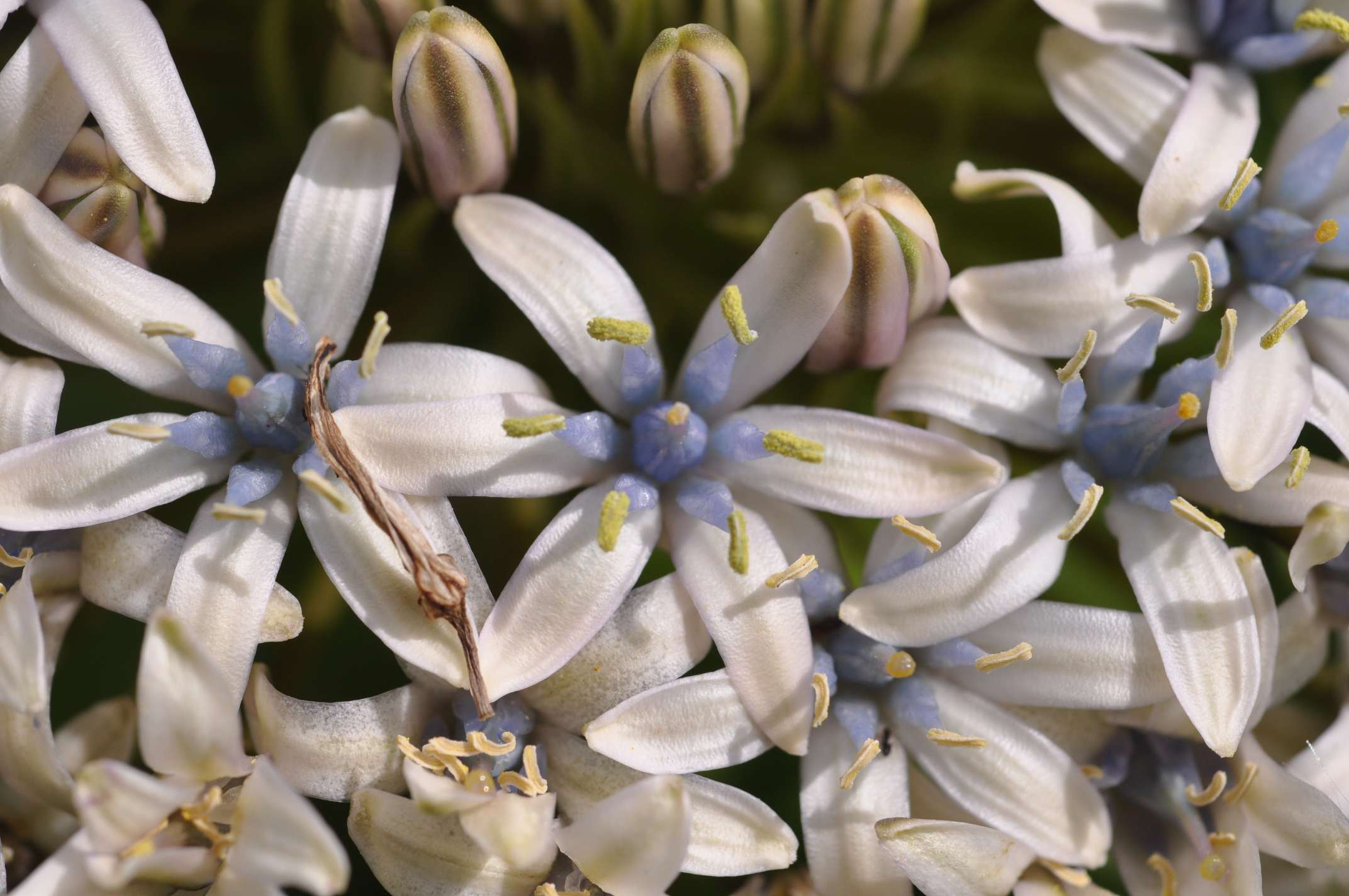 Oncostema sicula (Scilla sicula)