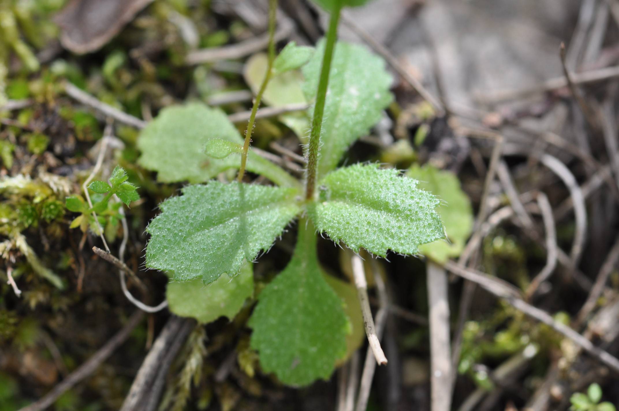 Arabis verna