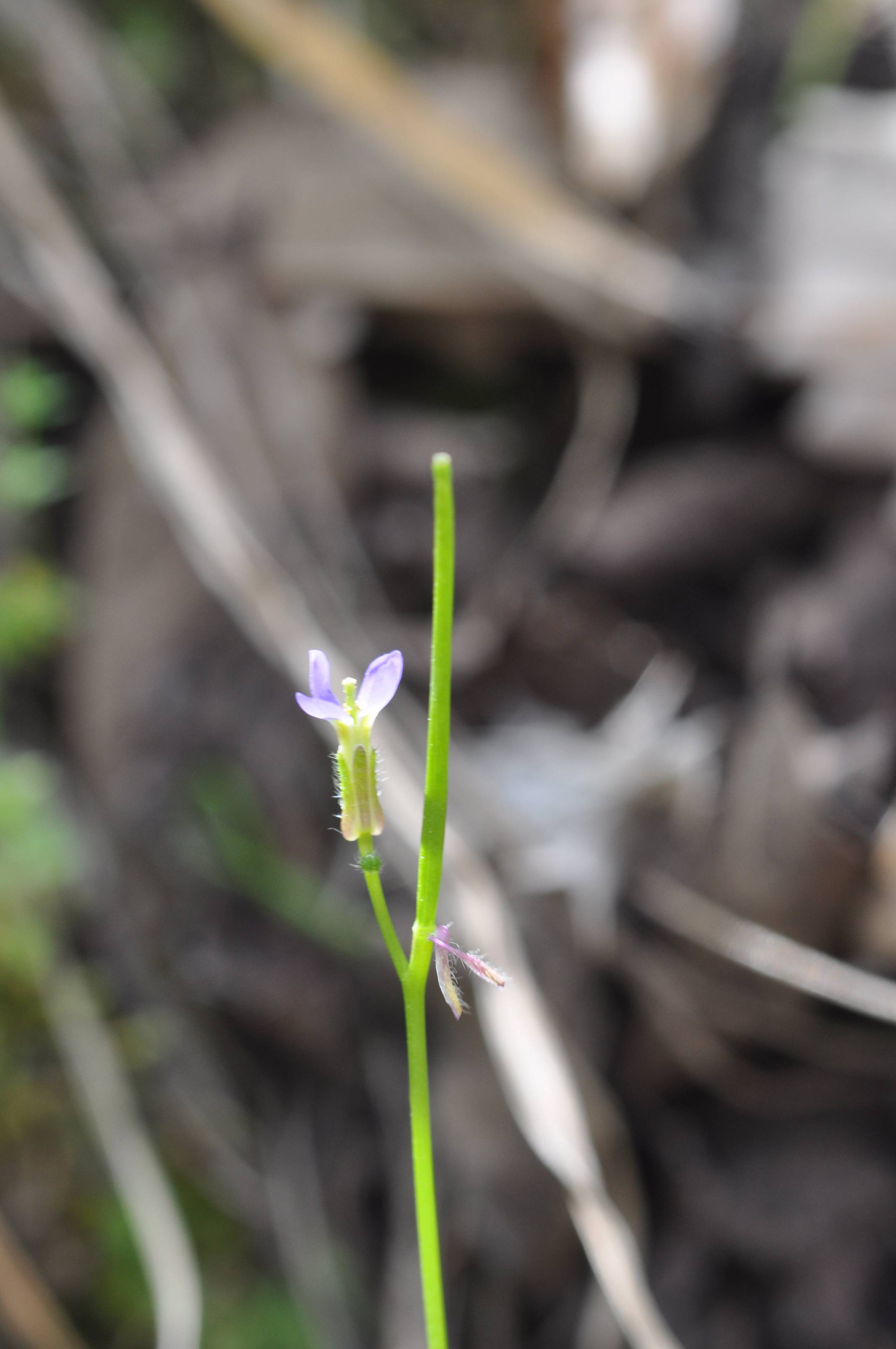 Arabis verna