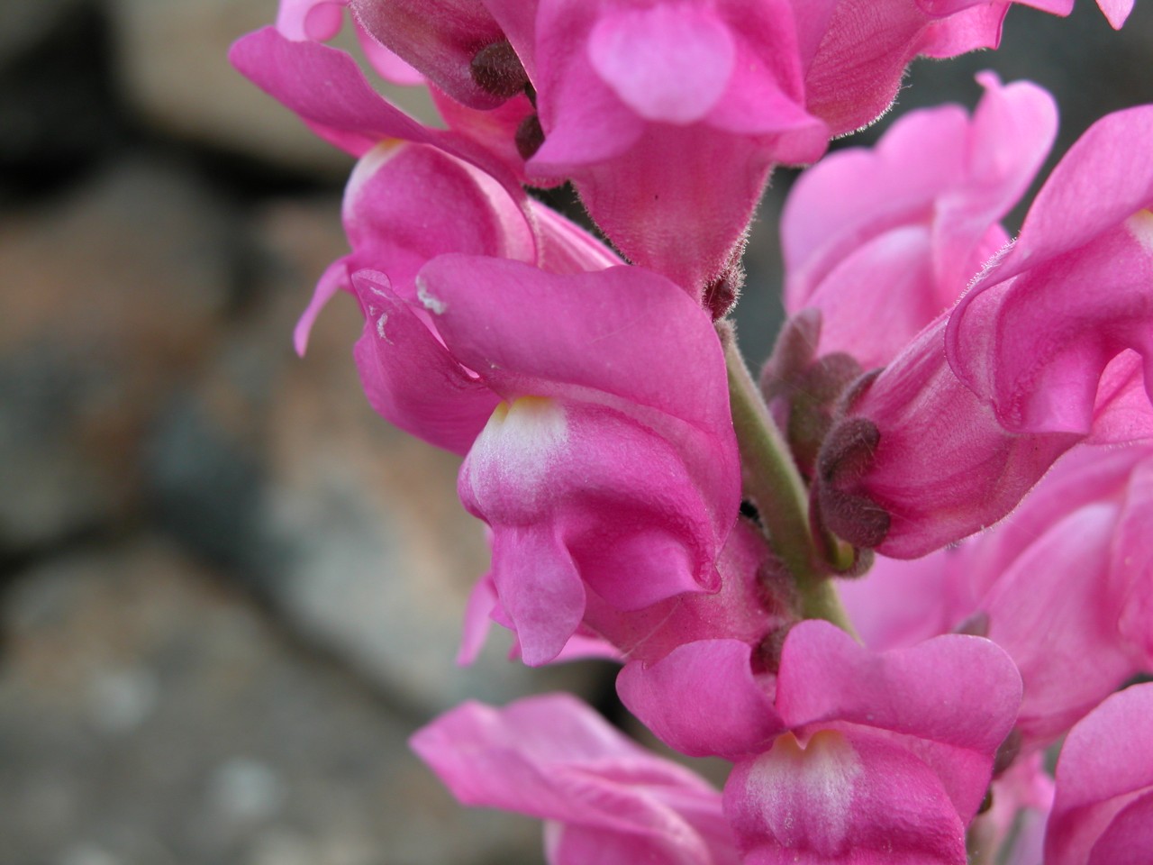 Antirrhinum tortuosum - Pantelleria