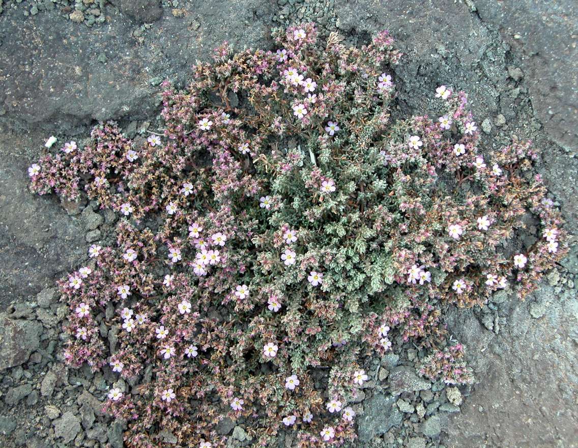 Frankenia hirsuta / Erba franca pelosa