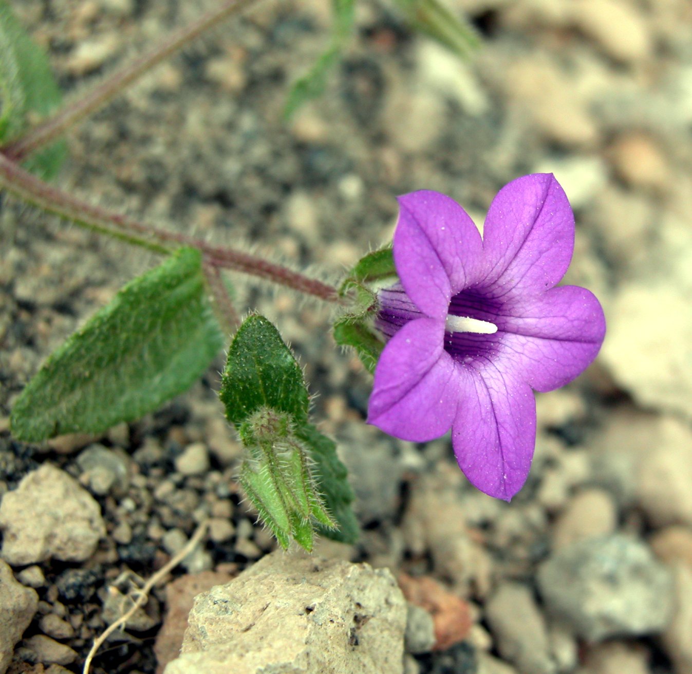 Campanula dichotoma / Campanula dicotoma