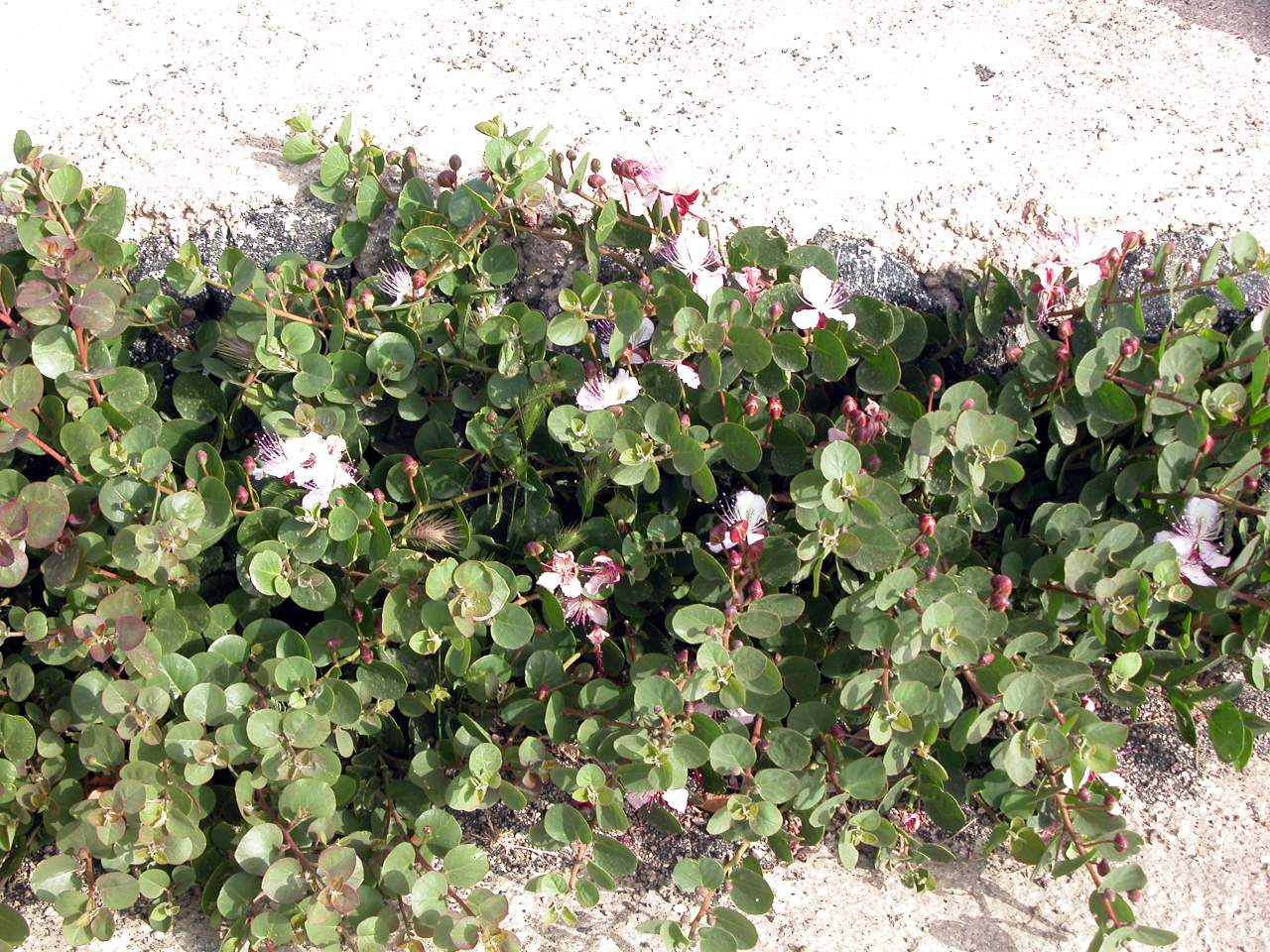 Capparis spinosa / Cappero comune