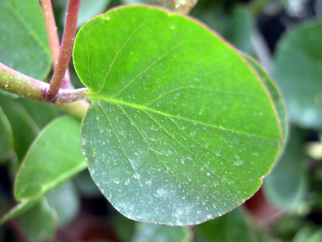 Capparis spinosa / Cappero comune