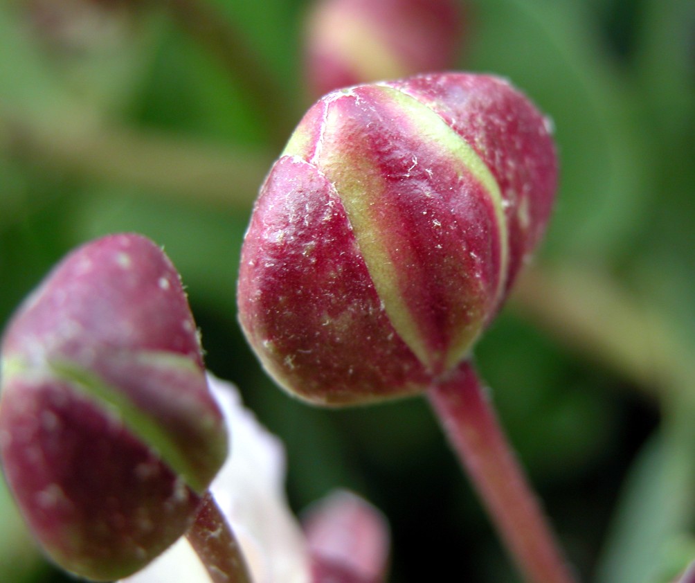 Capparis spinosa / Cappero comune