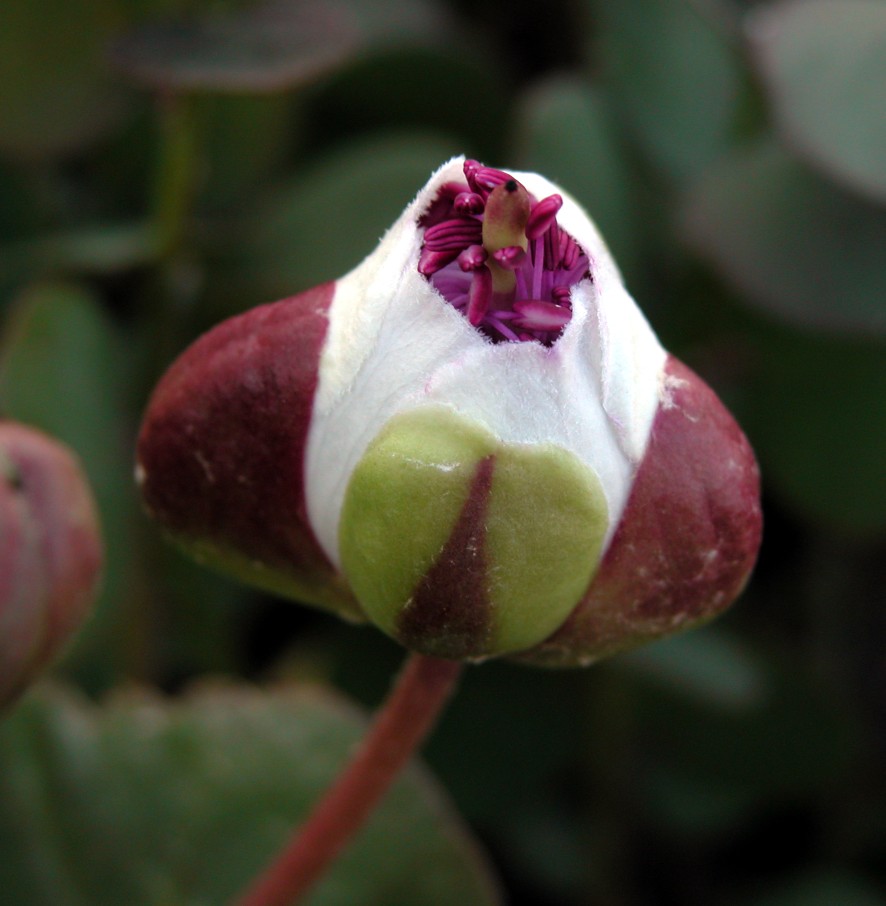 Capparis spinosa / Cappero comune