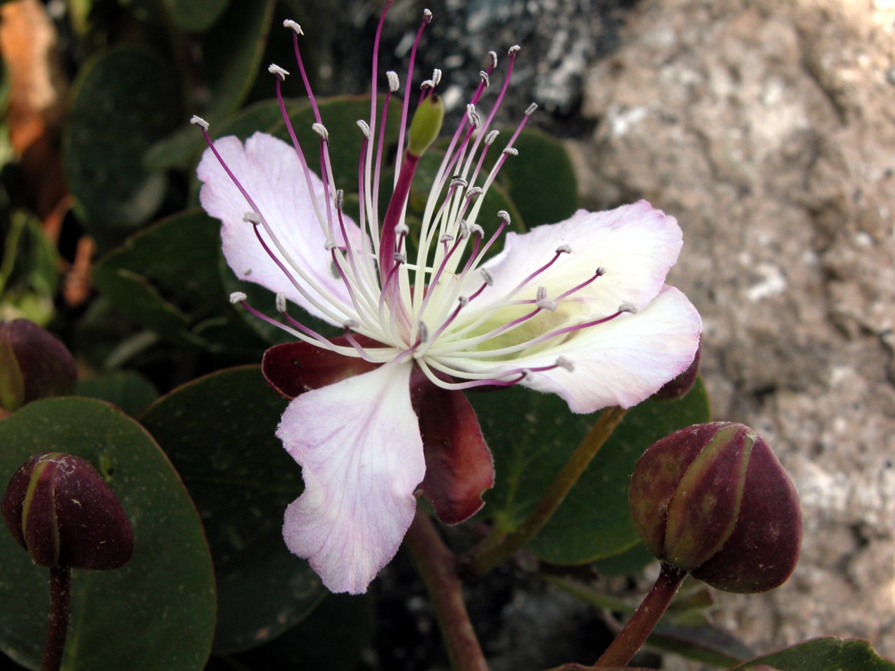 Capparis spinosa / Cappero comune