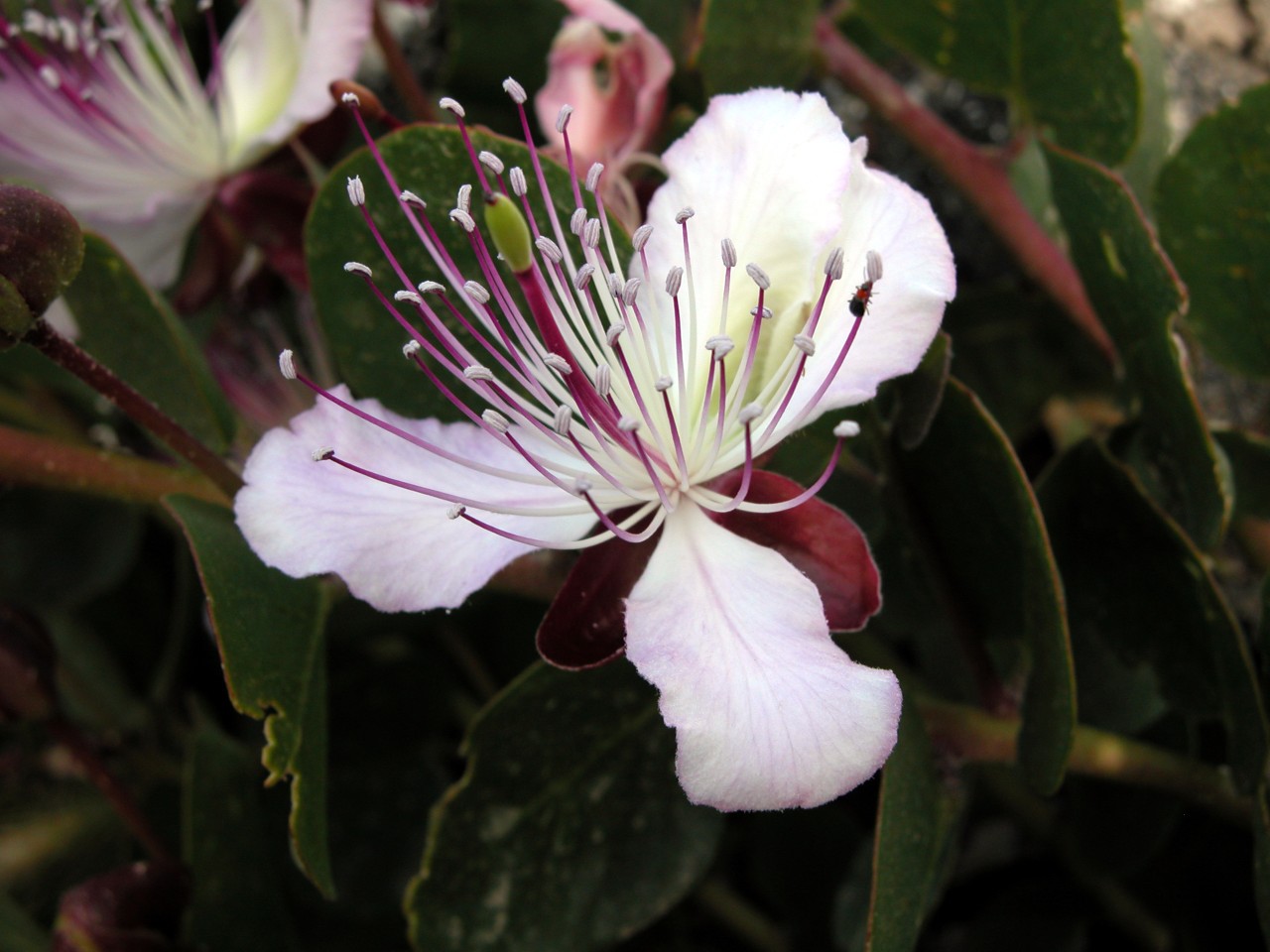 Capparis spinosa / Cappero comune