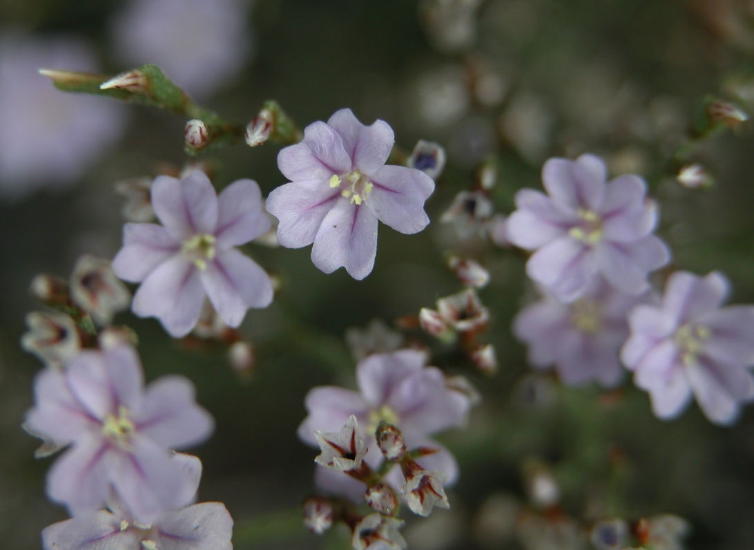 Limonium cosyrense - Pantelleria