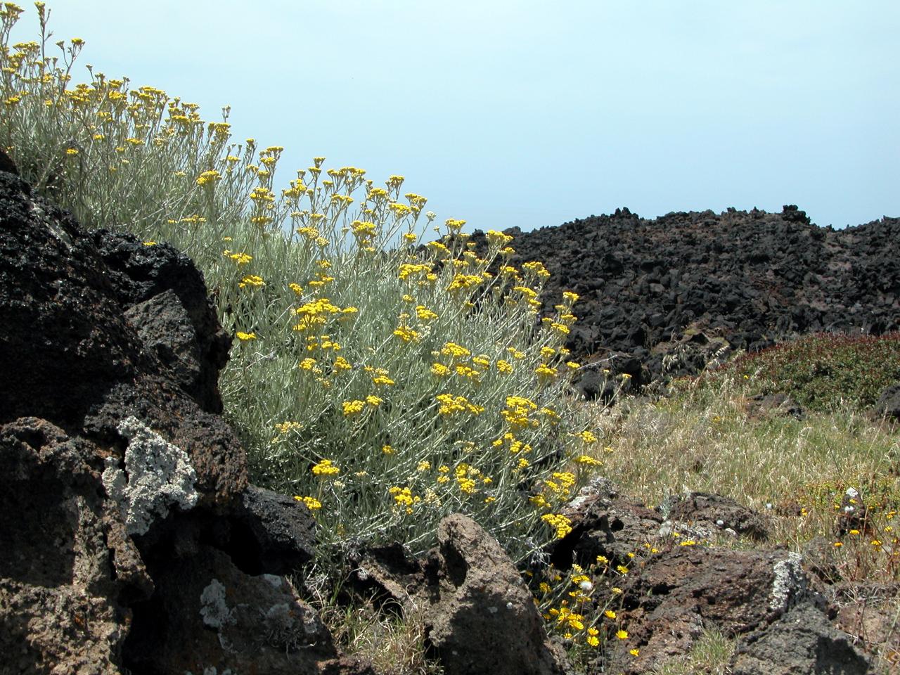 Helichrysum errerae / Elicriso di Errera