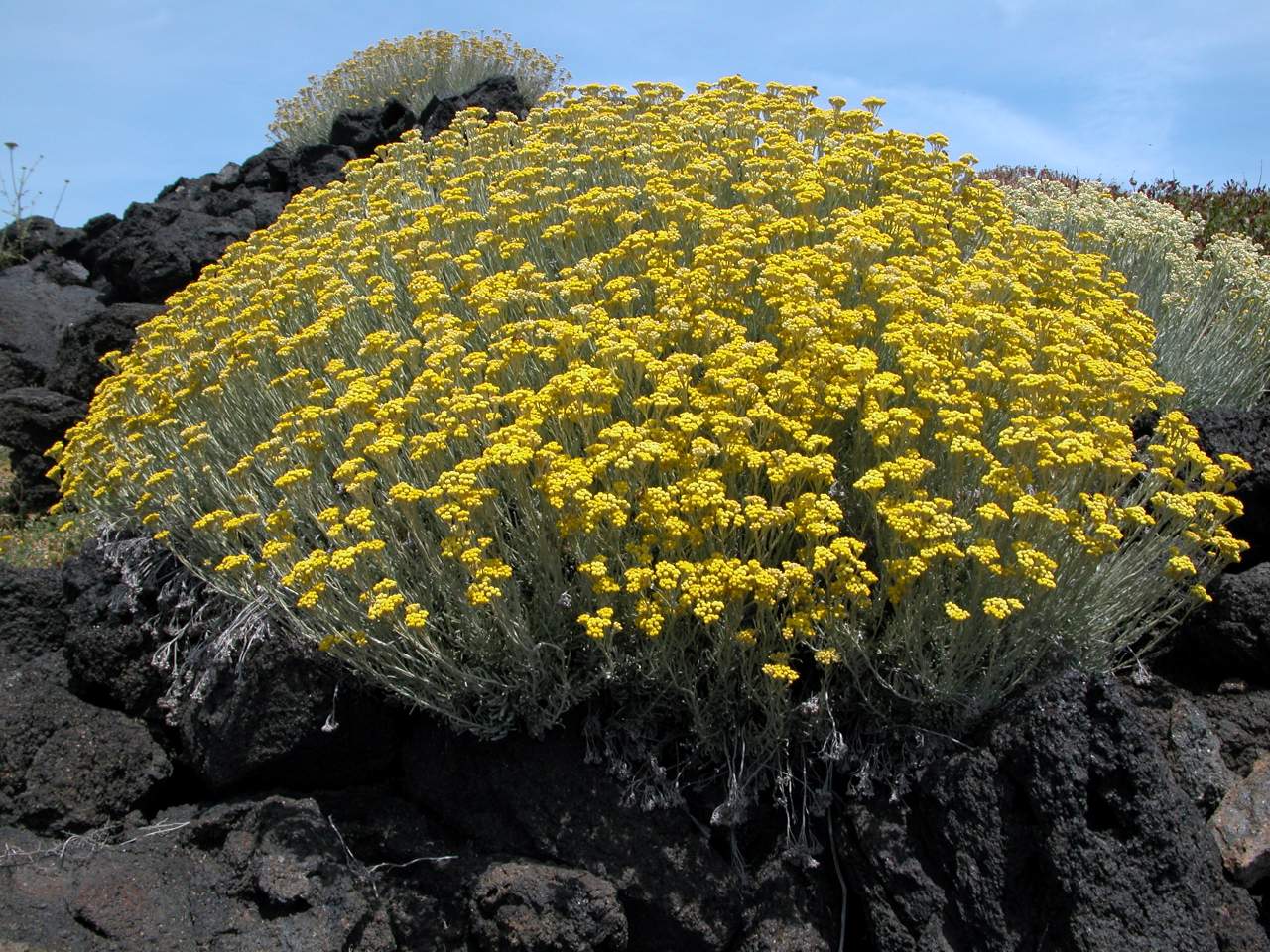 Helichrysum errerae / Elicriso di Errera
