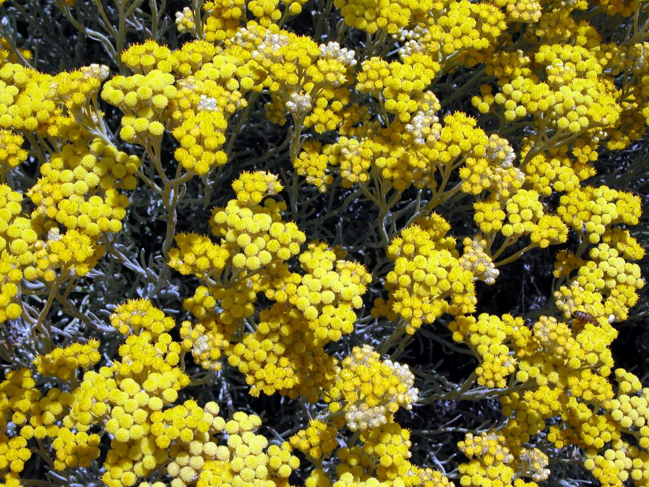 Helichrysum errerae / Elicriso di Errera