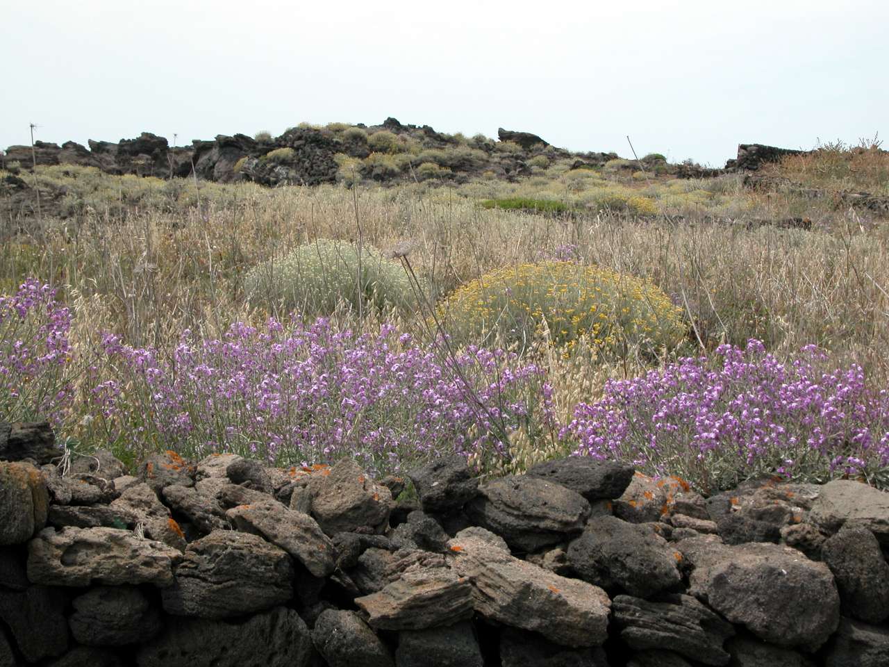 Matthiola incana subsp. pulchella
