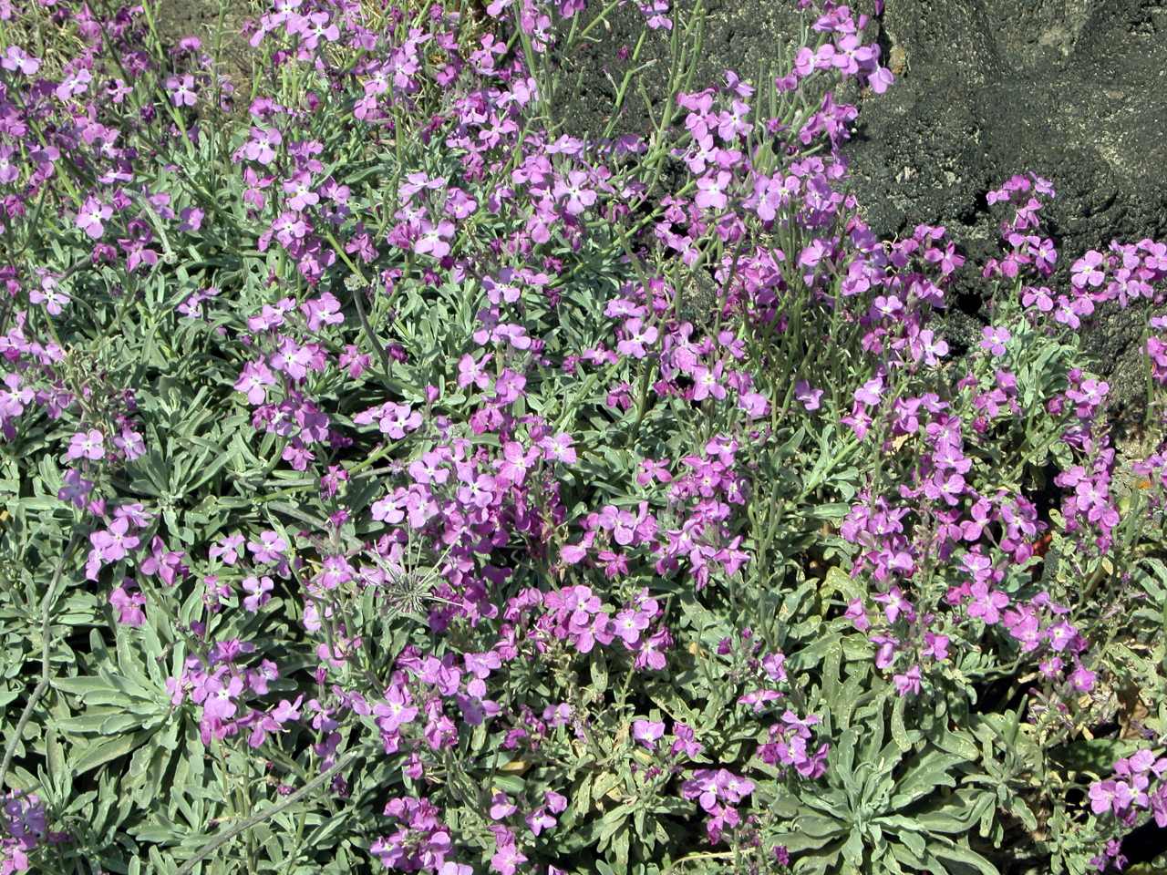 Matthiola incana subsp. pulchella