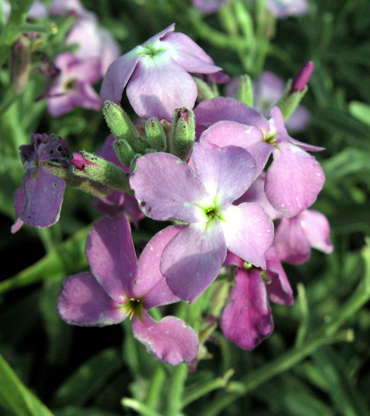 Matthiola incana subsp. pulchella