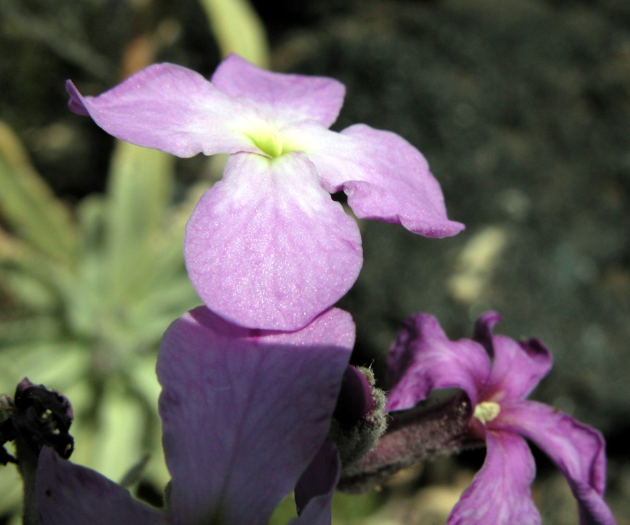 Matthiola incana subsp. pulchella