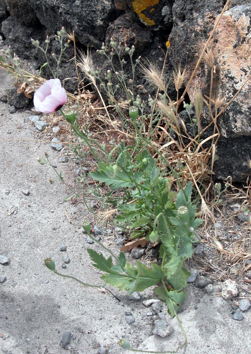 Papaver setigerum - Pantelleria