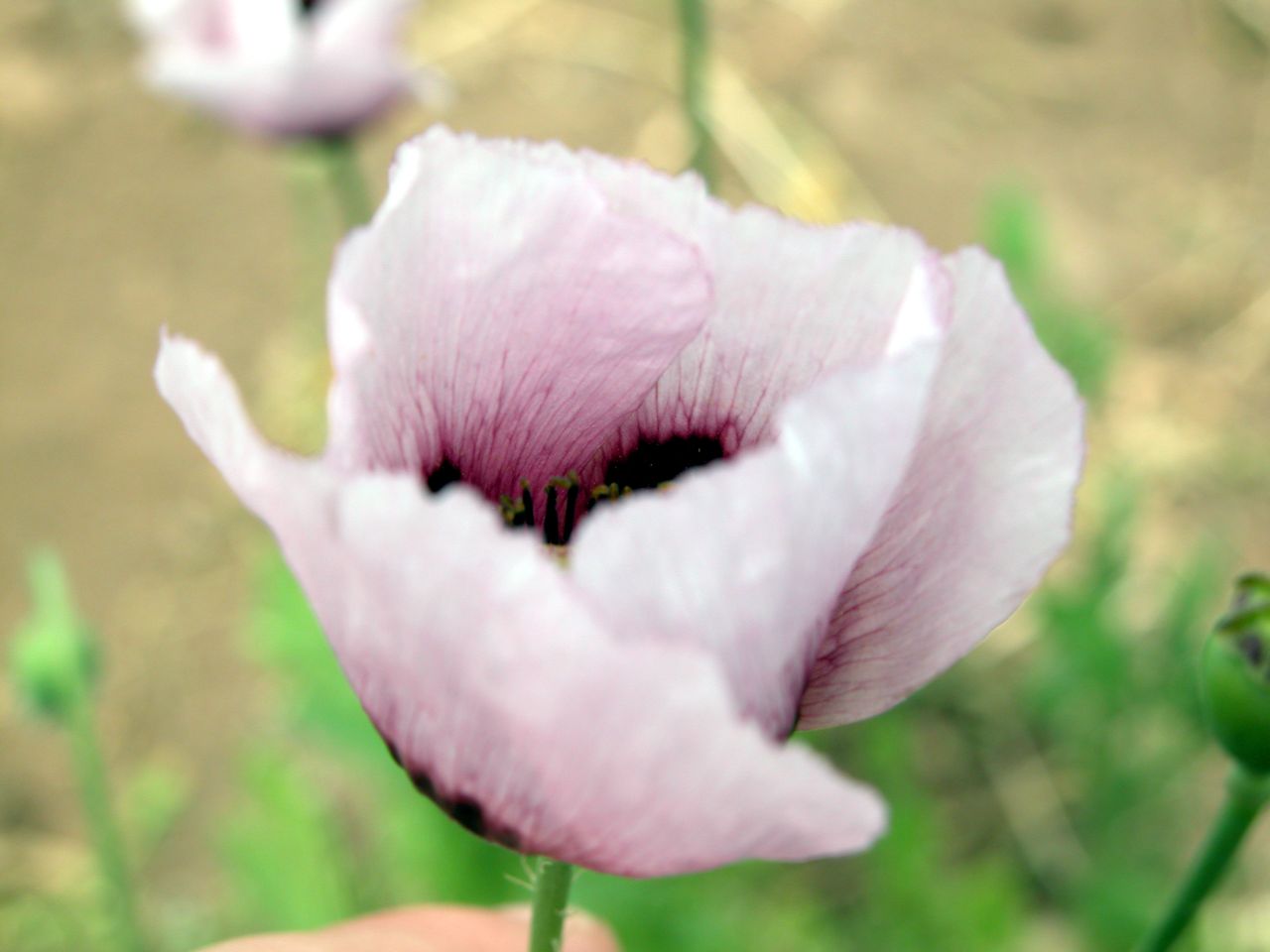 Papaver setigerum - Pantelleria