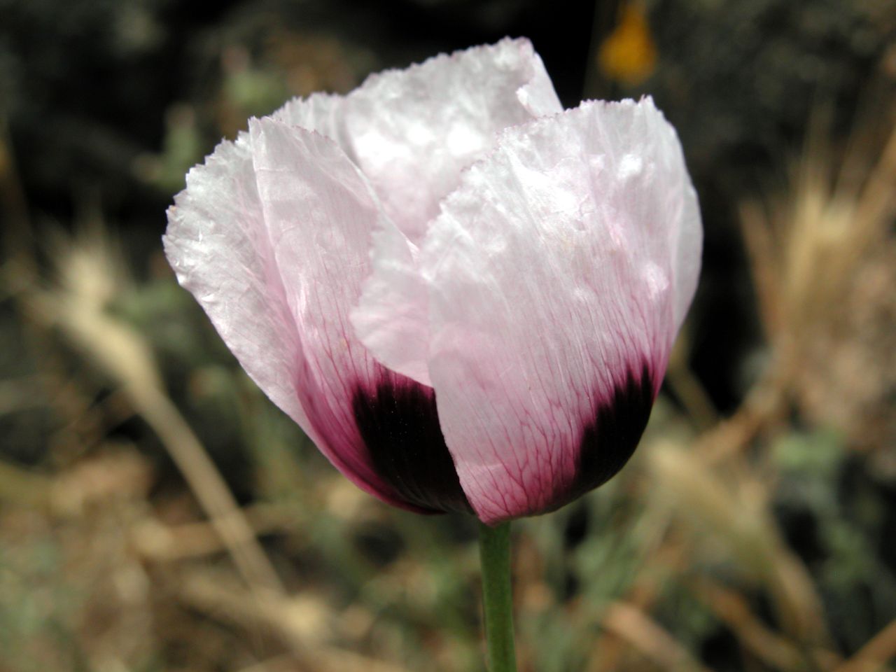 Papaver setigerum - Pantelleria