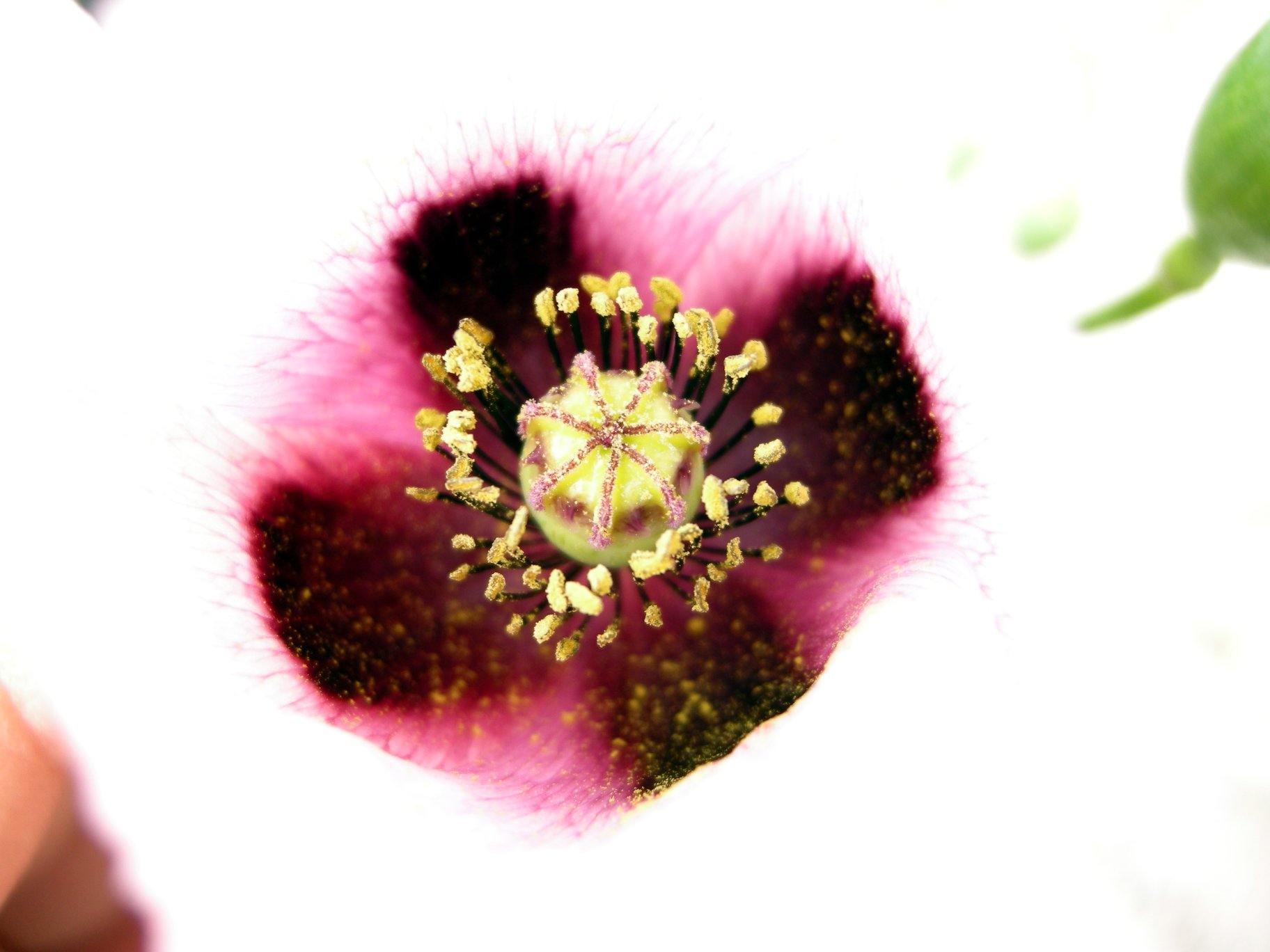 Papaver setigerum - Pantelleria
