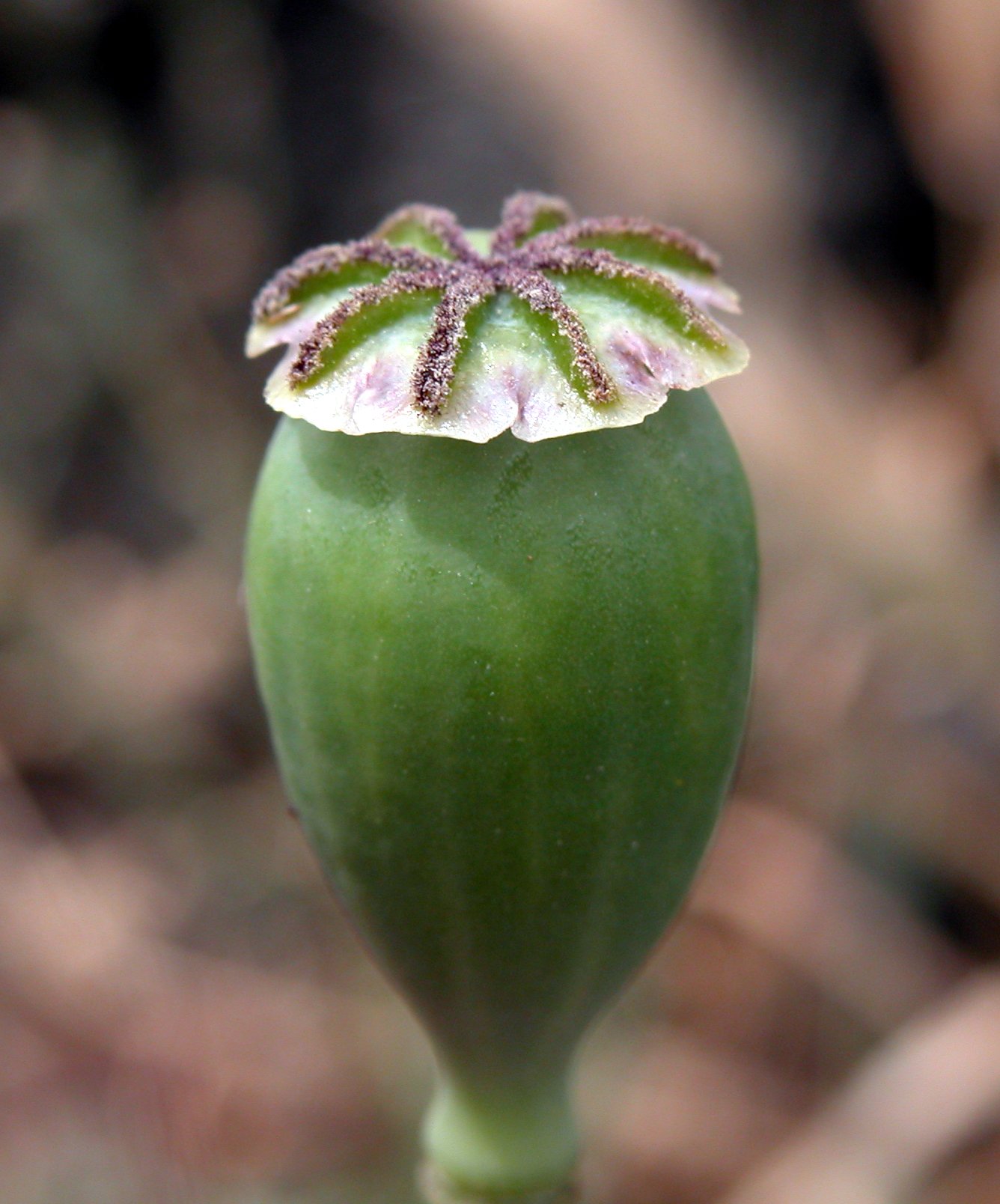 Papaver setigerum - Pantelleria