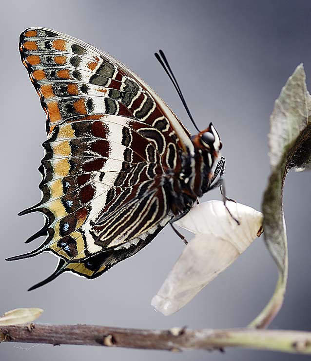 Charaxes jasius, farfalla senza paura ma non senza macchia!