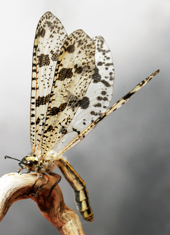 Palpares libelluloides