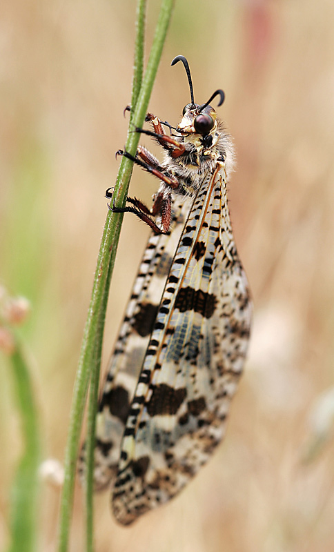 Palpares libelluloides