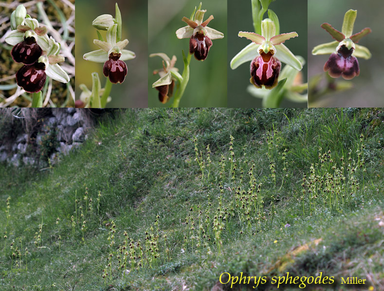 Fiori del Monte Baldo (VR)