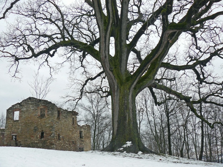 Quercia dei 100 rami
