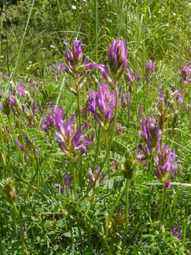 Astragalus onobrychis / Astragalo falsa lupinella