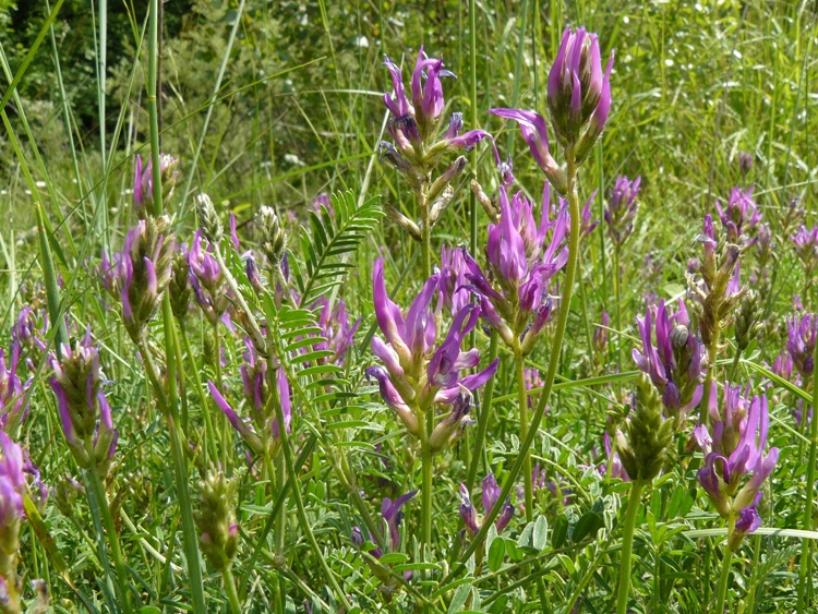 Astragalus onobrychis / Astragalo falsa lupinella